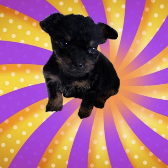 Meet your Posher, Jessica - Picture 1 of 1